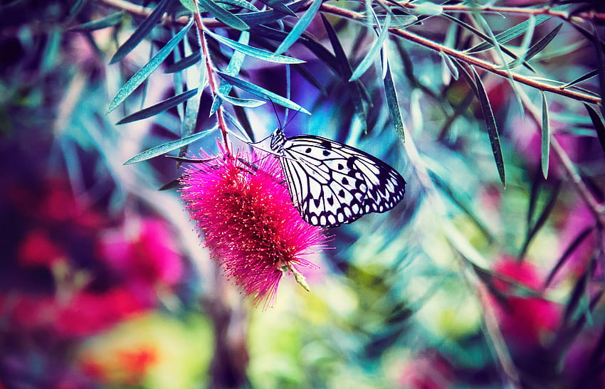flor, macro, brilhante, borrão, suave, borboleta papel de parede HD