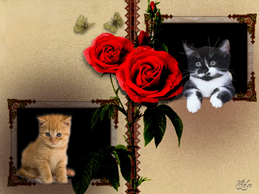 romantics, cats, butterflies, roses, windows HD wallpaper