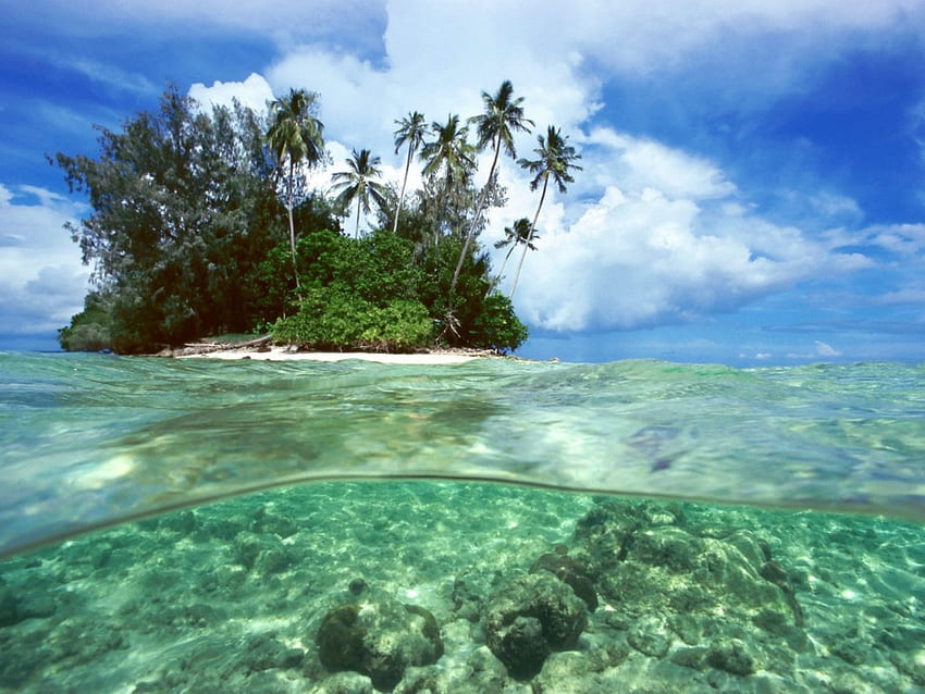 Îles Salomon, île, sable, tropical, mer verte, palmiers, plage Fond d'écran HD
