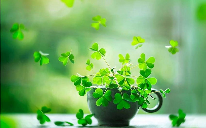 Lovely Good Luck Of the Day HD wallpaper
