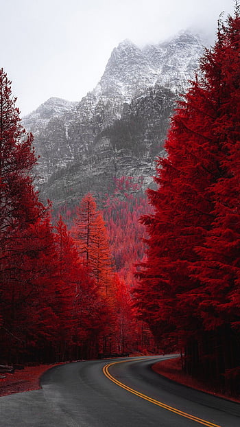 Download Red Trees Canopy HD Background  Wallpaperscom