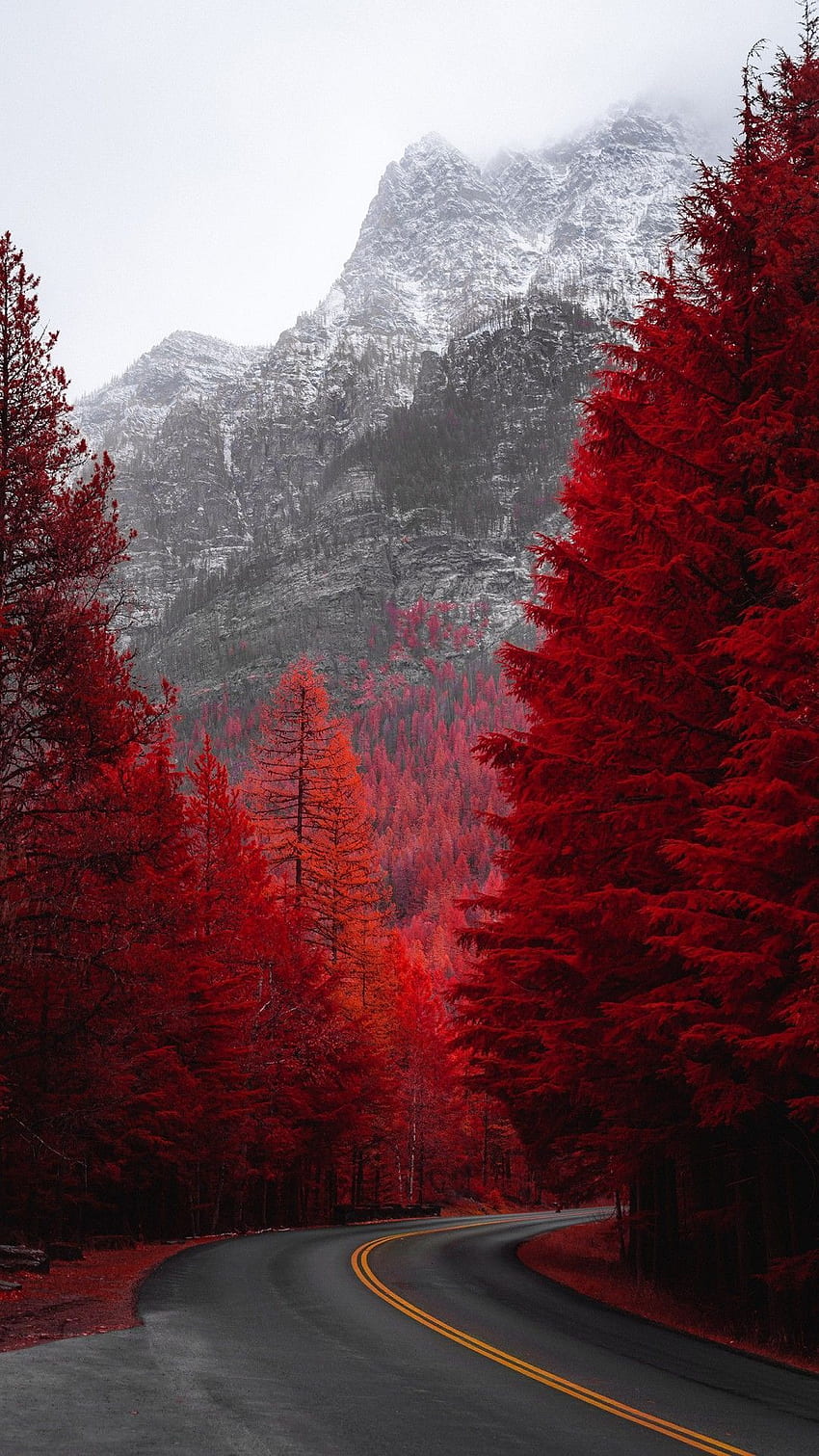 árboles de pino rojo fondo de pantalla del teléfono