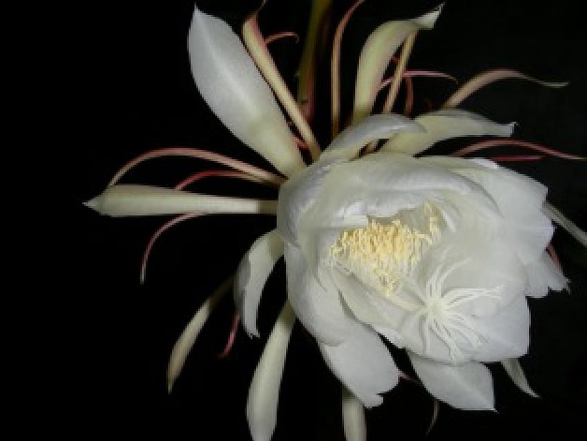 królowa jako noc, natura, kwiat Tapeta HD