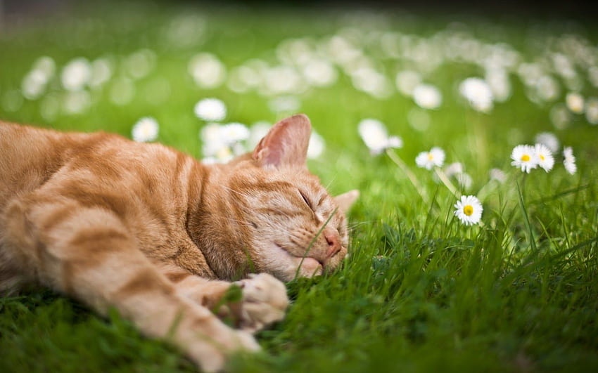 Summer Cat, Beautiful Summer Cat HD wallpaper