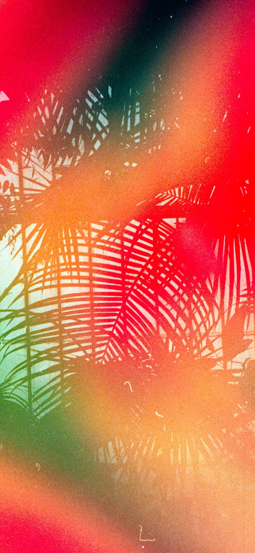 Tropical leaves Shot on 35mm Leica MDa with Dub. iPhone HD phone wallpaper