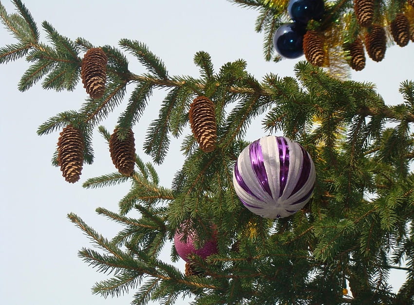祝日, コーン, 新年, おもちゃ, クリスマス, 枝, 針, クリスマスツリー 高画質の壁紙