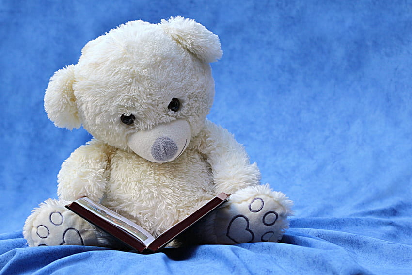 White Teddy Bear Reading Book · Stock, Big Teddy Bears HD wallpaper