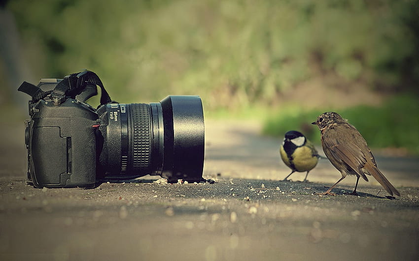 Zwierzęta, ptaki, wróbel, aparat fotograficzny, cycek, titica, poza Tapeta HD