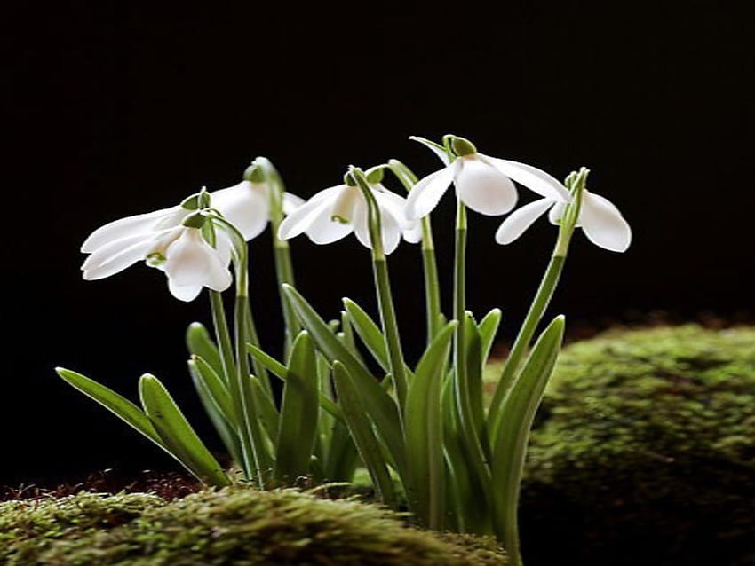 Snowdrop, Florescendo, Bloom, Flor, Planta papel de parede HD
