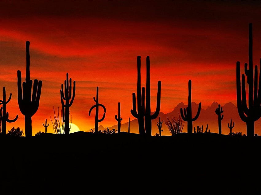 Scene del deserto dell'Arizona. Unico Q OG 7122 Sfondo HD