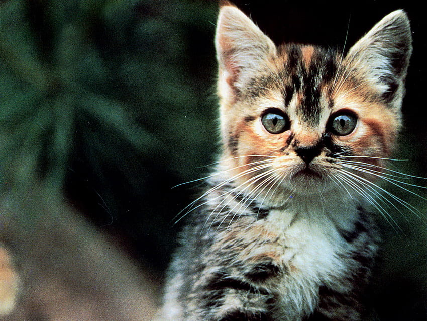 I am loved, animal, sweet, kitten, cat HD wallpaper