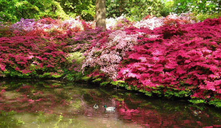 Piękno parku, wiosna, kwiaty, drzewa, zieleń, woda, staw, kwitnienie, ogród, krzewy, piękny, jezioro, park, pływać, kaczki, ładny, świeżość, kwitnący, kwiaty, las Tapeta HD