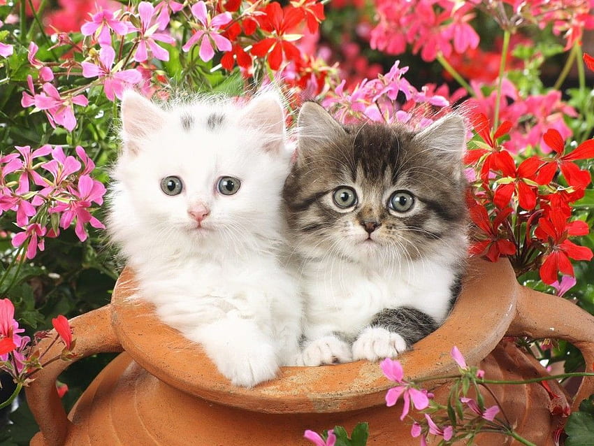 Kucing cantik . Kucing lucu, Anak kucing, Anak kucing cantik, Cinta Kucing Wallpaper HD