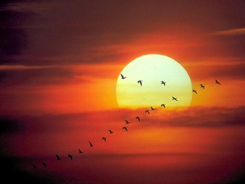 Vögel bei Sonnenuntergang, Vogel, Himmel, Natur, Fliege, Sonnenuntergang, Wolke HD-Hintergrundbild