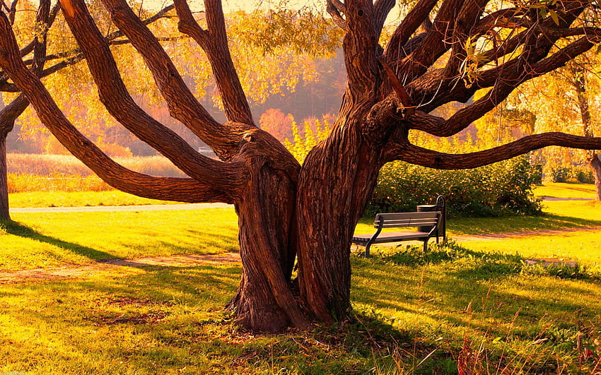 Park old tree HD wallpaper | Pxfuel