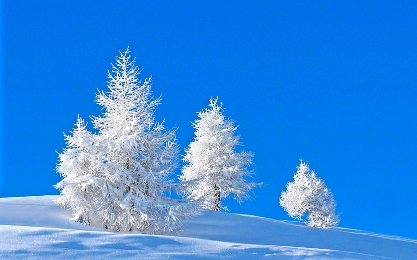 успокояване на очите, зима, сняг, дърво, скреж, звънене, небе, ела, дървесно растение, иглолистно дърво, семейство борови HD тапет