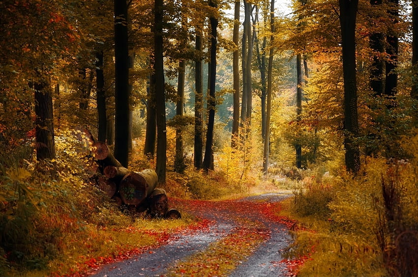 Bosque de otoño, maderas, camino, hermoso, hojas, árboles, otoño, camino, naturaleza, hoja, bosque fondo de pantalla