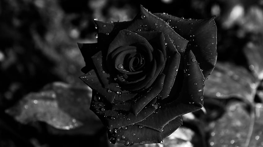 Noir Rose COULEUR NOIR Pinterest | | Pinterest | roses noires et Fond d'écran HD
