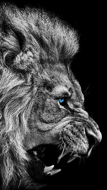 Detroit Lions iPhone 5S Wallpapers - Top Free Detroit Lions iPhone 5S  Backgrounds - WallpaperAccess