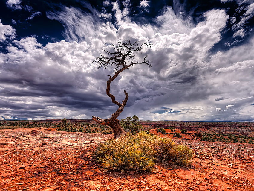 콜로라도 주 가필드 카운티 흰 구름이 있는 사막의 붉은 지구 나무 푸른 하늘 HD 월페이퍼
