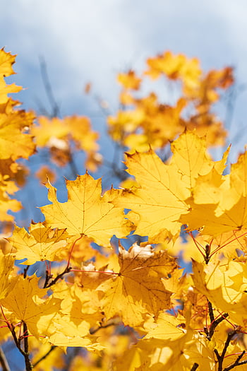 Nature, Autumn, Leaves, Dry, Maple Hd Wallpaper 