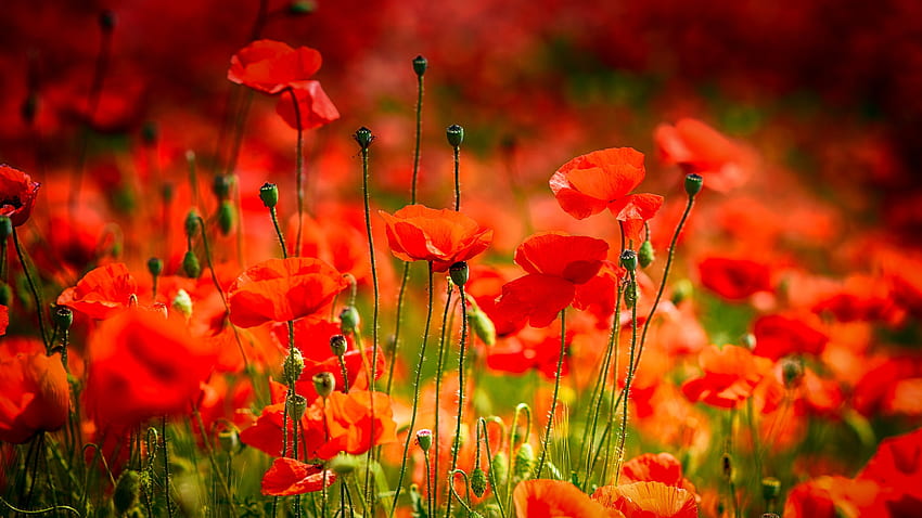 Poppy field, beautiful, field, red, poppies, summer, flowers HD wallpaper