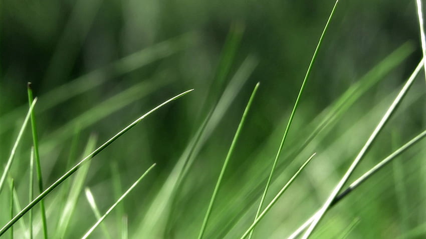 Grass, Background, Macro, Light, Light Coloured, Greased, Smeared HD wallpaper