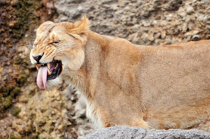 Animals, Grin, Muzzle, Lion, Lioness HD wallpaper