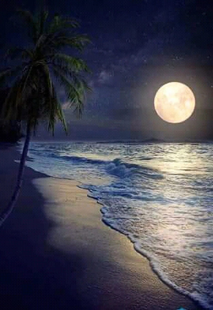 Night Sky Beautiful Tropical Beach Night Moon HD phone wallpaper