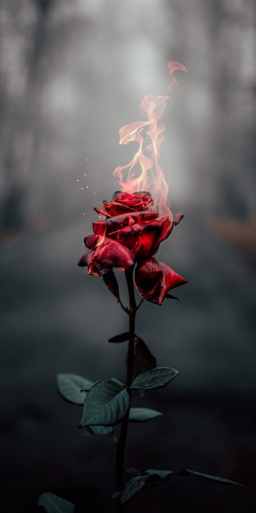 Mawar terbakar. Fire graphy, Flower phone , Pretty, Sad Flower wallpaper ponsel HD