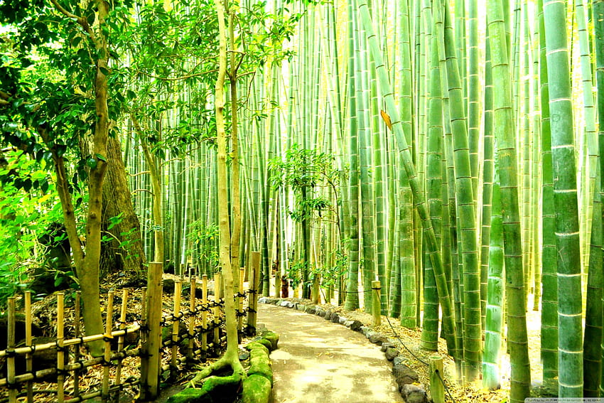 Bambu Ormanı - Japonya Kamakura HD duvar kağıdı