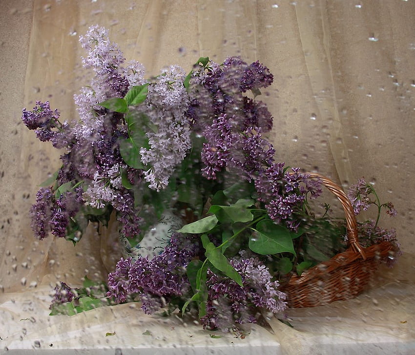 rain again, basket, purple, still life, rain, lilacs, glass HD wallpaper