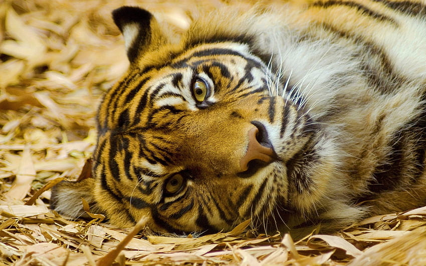 Animals, Grass, To Lie Down, Lie, Muzzle, Predator, Big Cat, Tiger HD wallpaper