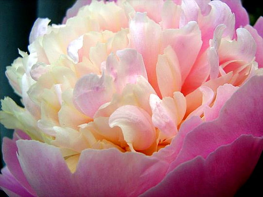 Божур розов, розов, бял, божур, кремав, близък план HD тапет