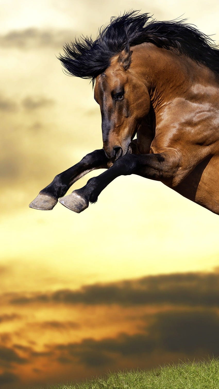 Jumping horse, Strong horse, , Animals / Editor's HD phone wallpaper