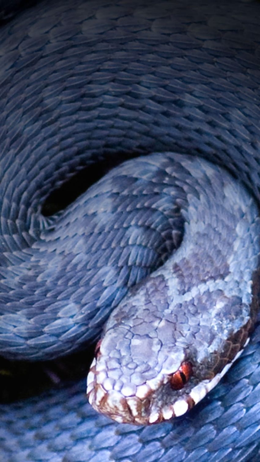 Animal Snake (), Viper Snake iPhone HD phone wallpaper