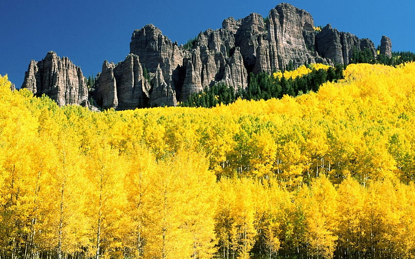 Hutan Musim Gugur Kuning Colorado . Saham Yellow Autumn Forest Colorado Wallpaper HD