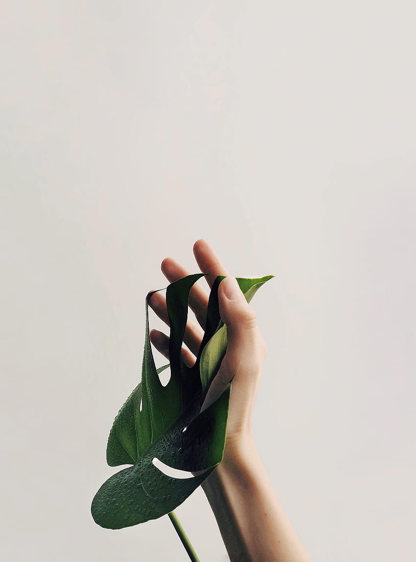 Drops, Plant, Hand, Minimalism, Sheet, Leaf HD phone wallpaper