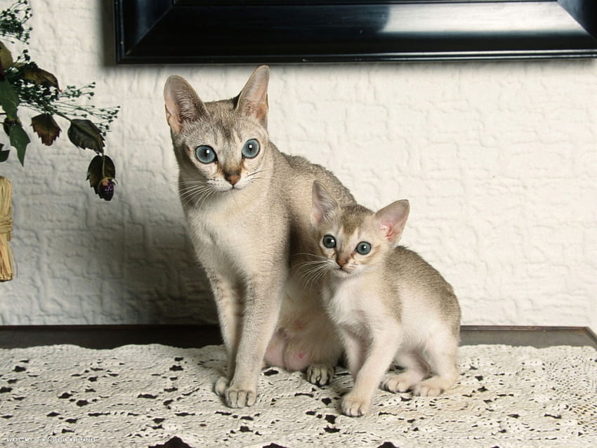 Yavru kedi ile singapura kedi. Singapura kedisi, Kedi ırkları ve