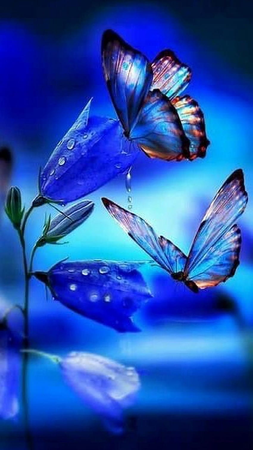 배경에 킴벌리 베넷. 나비 배경, 나비, 나비, 푸른 꽃과 나비 HD 전화 배경 화면