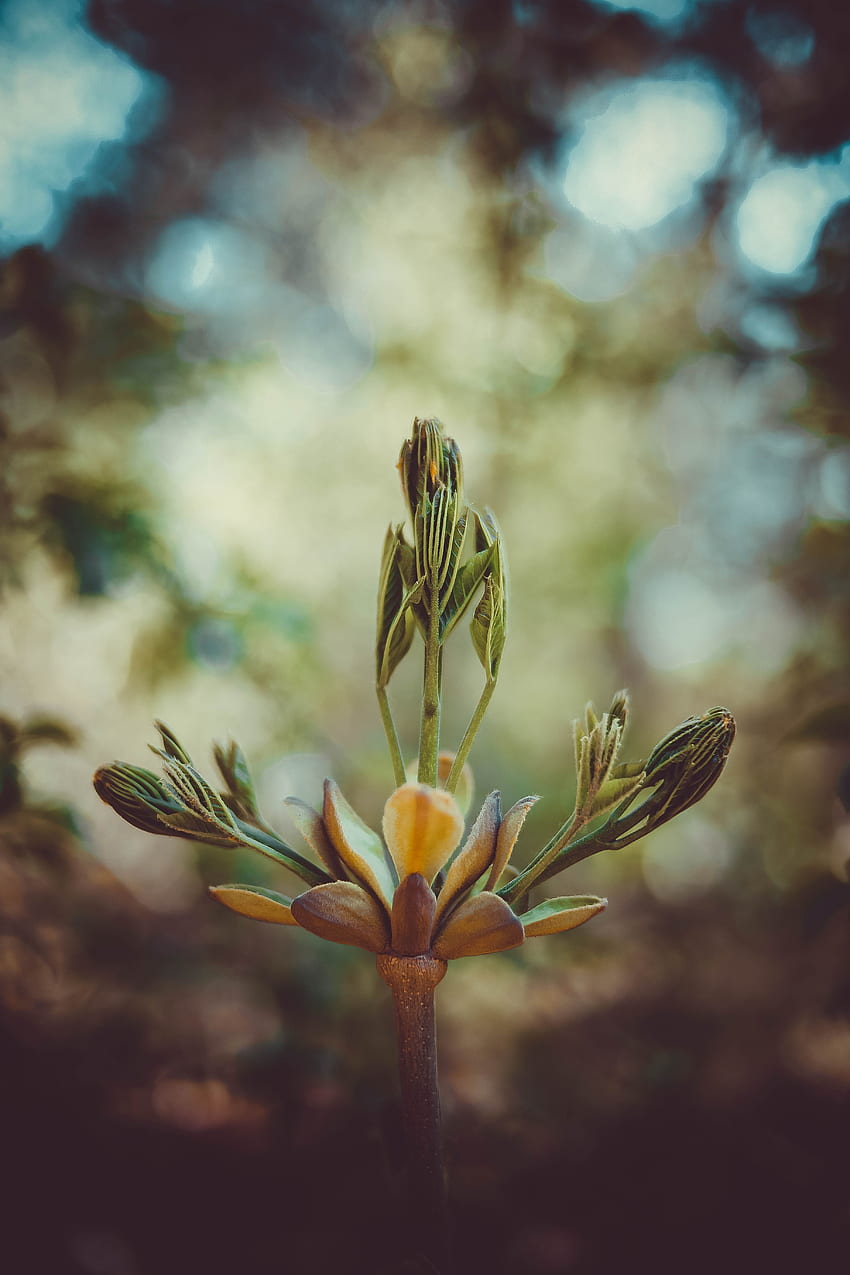 Pflanze, Makro, Knospe, Stamm, Stiel, Blütenstand HD-Handy-Hintergrundbild