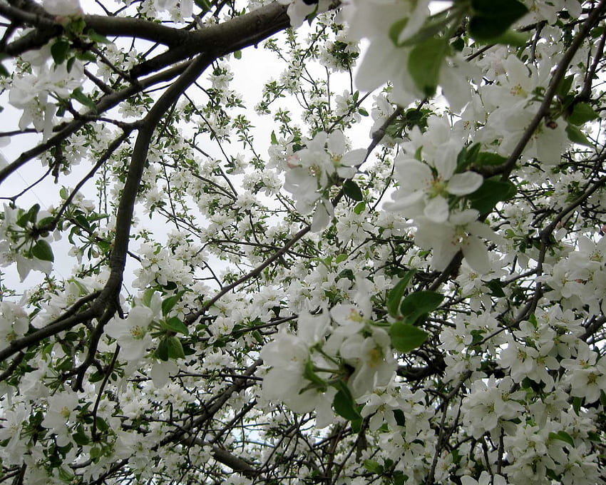 Apple Tree Blossoms ดอกแอปเปิ้ล สีขาว ดอกไม้ ต้นไม้ วอลล์เปเปอร์ HD
