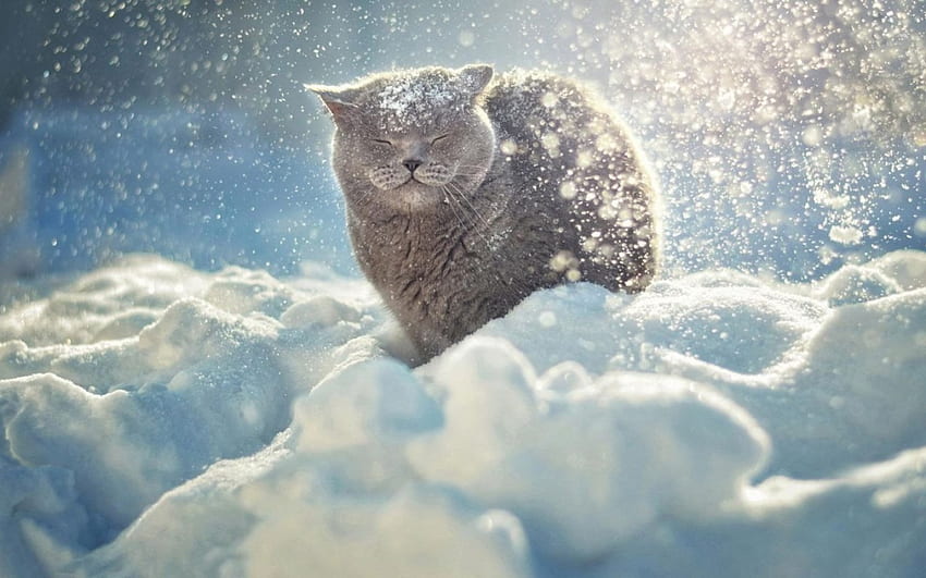 눈을 즐기는 고양이, 동물, 고양이, 겨울, 눈 HD 월페이퍼