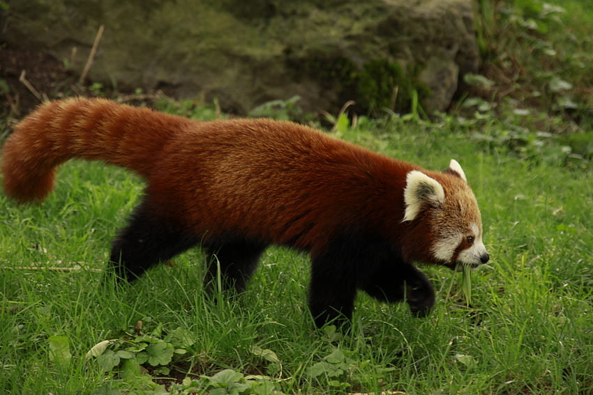 Red Panda, graphy, cute, forests, beautiful, grass, mazare alexandru, animals, nature HD wallpaper