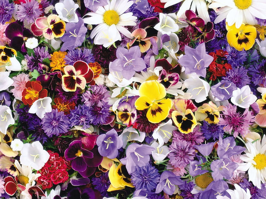 Flowers, Pansies, Bluebells, Blue Cornflowers, Assorted HD wallpaper
