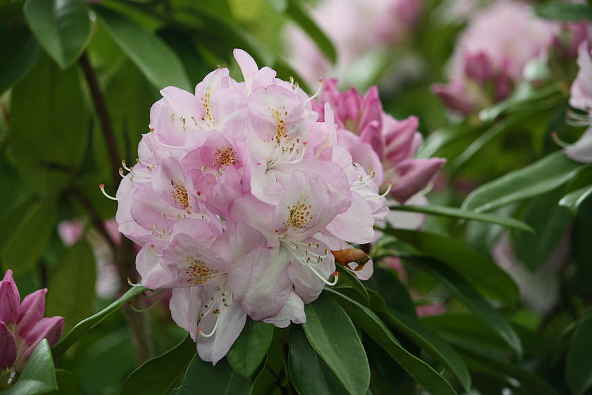 Rhododendron, pink, shrub, green, flower HD wallpaper