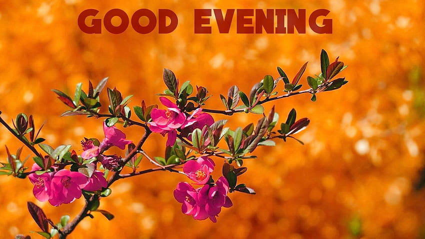 Awesome Good evening with Flowers . Top Collection HD wallpaper | Pxfuel