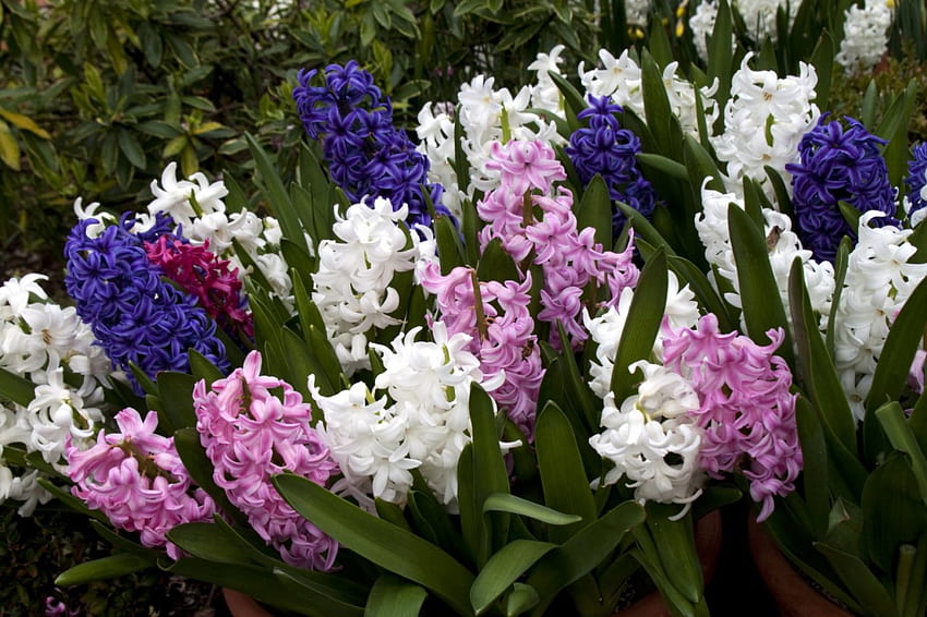 hyacinths, garden, nature, flowers, spring HD wallpaper