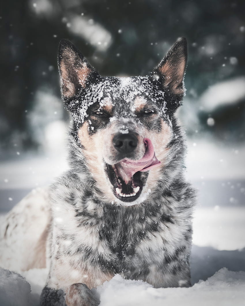 Animaux, neige, chien, langue saillante, langue coincée Fond d'écran de téléphone HD