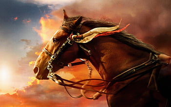 War horse background HD wallpapers | Pxfuel